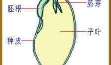 观察种子的结构实验视频,结构实验视频深度解析